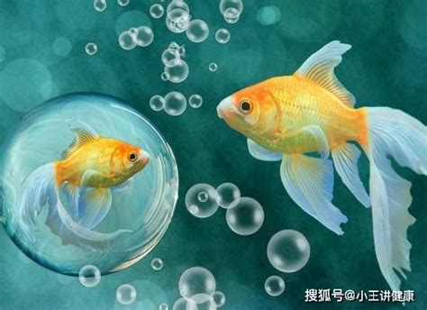 哪種魚最好養|【什麼魚好養】新手養什麼魚好養？輕鬆養不死的懶人級觀賞魚